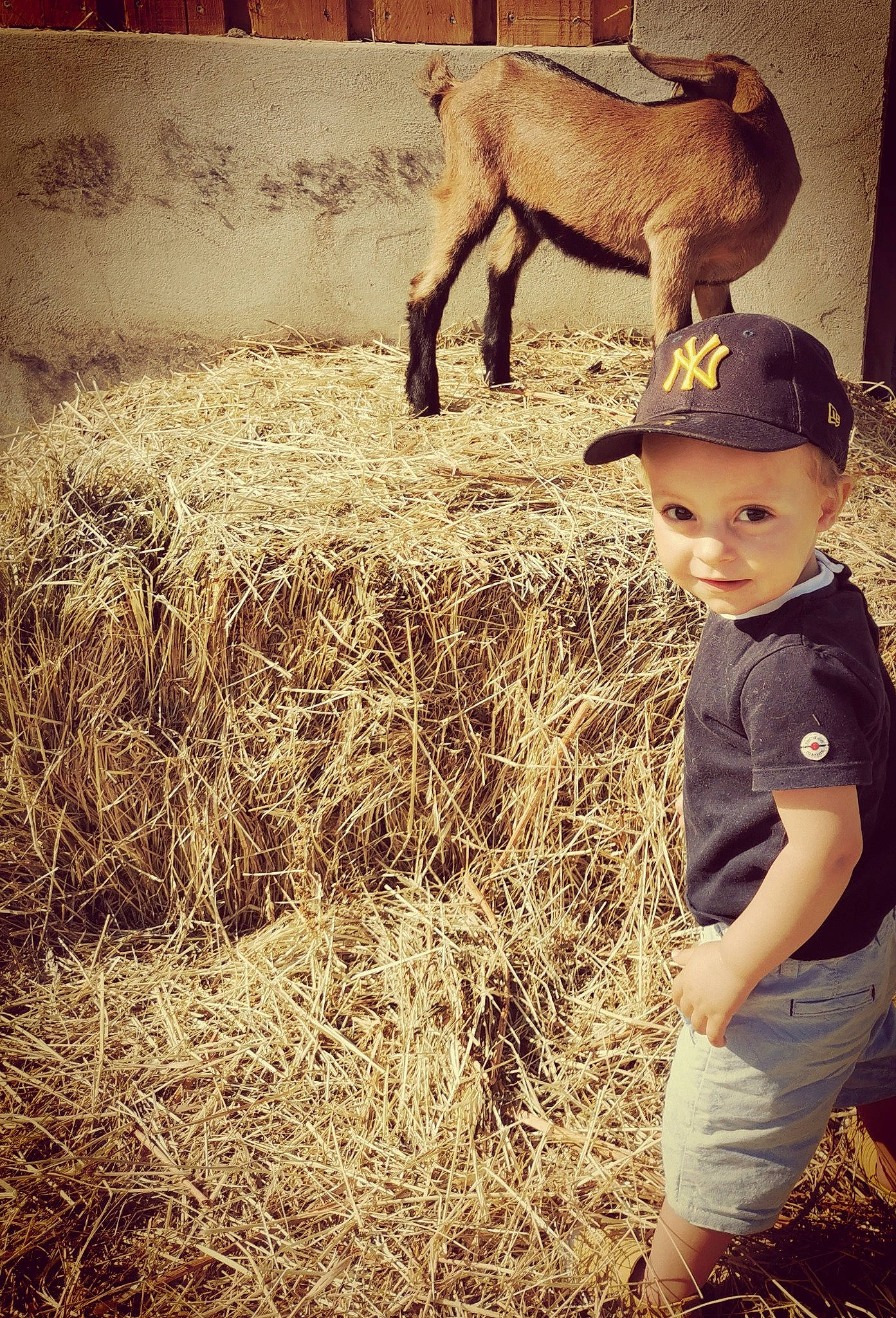 Liam a rejoint le concours — aidez-le/la à gagner de superbes lots ! adaptation, arabian_camel, camel, camelid, goat, grass, grassland, happy, head, headwear, landscape, livestock, morning, people_in_nature, person, shadow, sheep, sitting, soil, terrestrial_animal