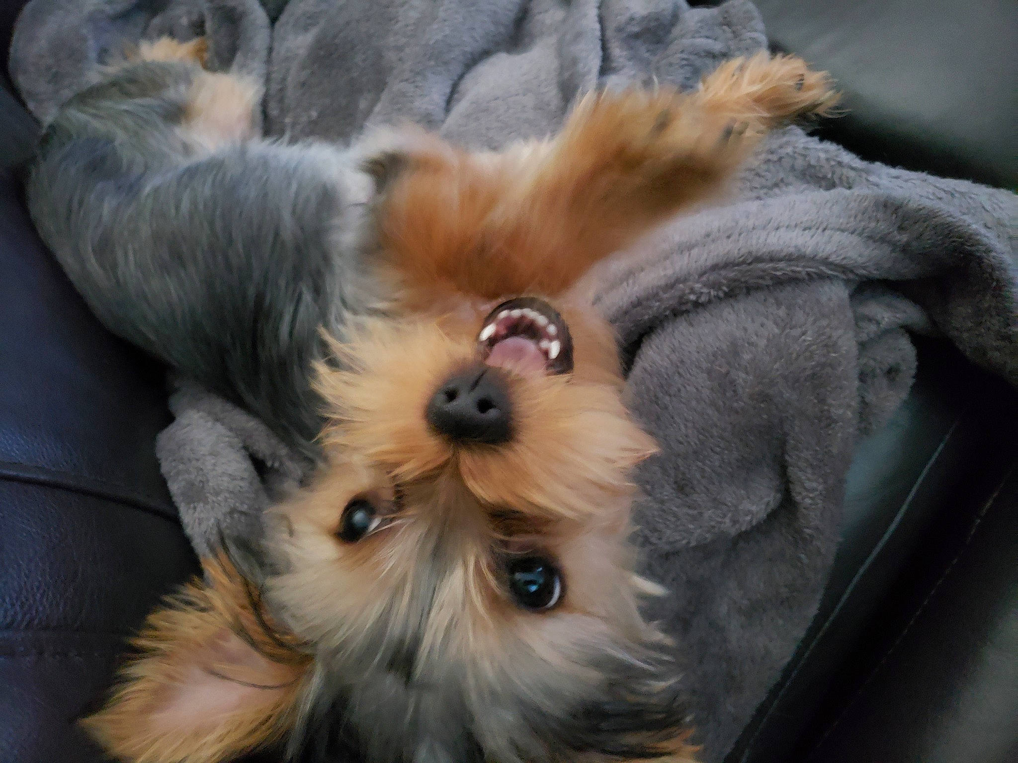 Nova joined the competition — help win amazing prizes! australian_silky_terrier, biewer_terrier, canidae, carnivore, chinese_imperial_dog, companion_dog, dog, dog_breed, lowchen, mammal, morkie, puppy, rare_breed_dog, shih_tzu, small_terrier, snout, terrier, toy_dog, vertebrate, yorkshire_terrier