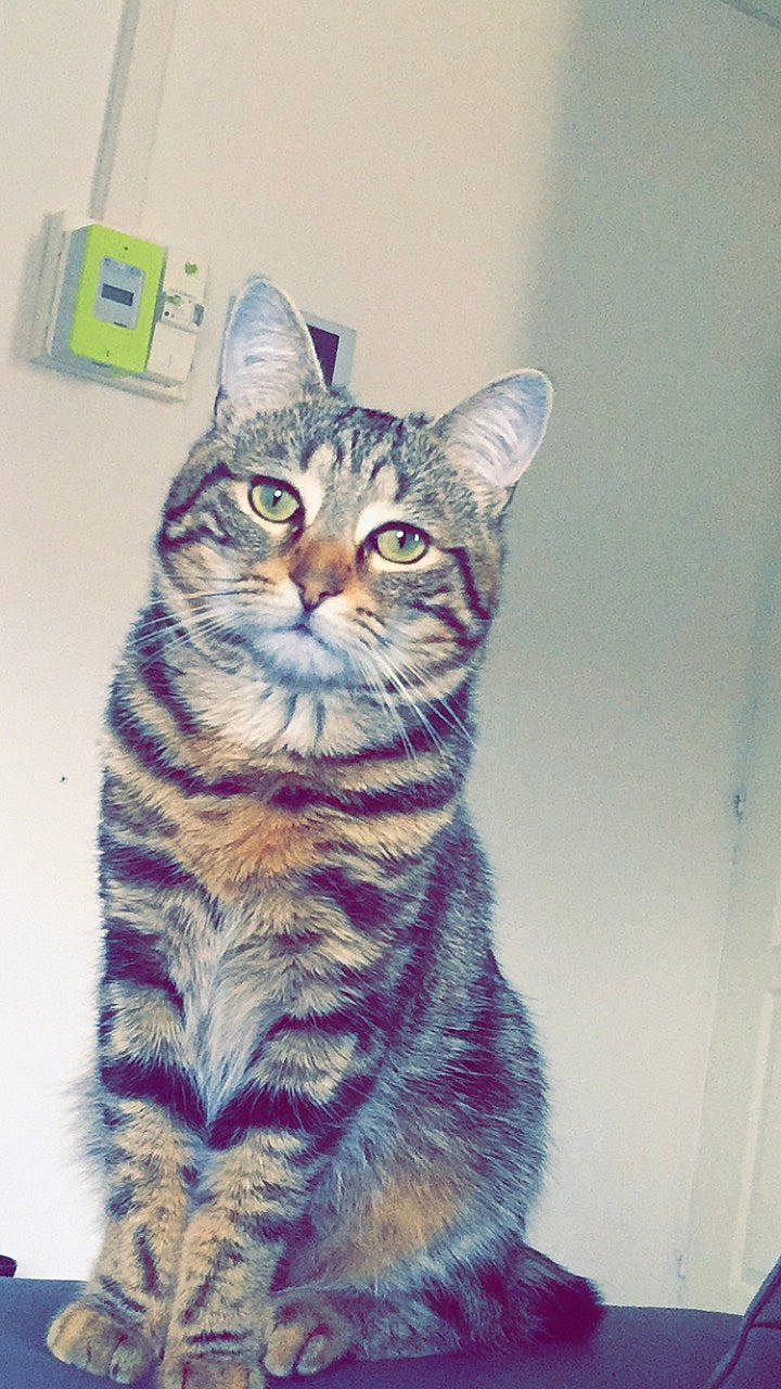 Moon a rejoint le concours — aidez-le/la à gagner de superbes lots ! american_shorthair, american_wirehair, asian, australian_mist, california_spangled, carnivore, cat, domestic_short_haired_cat, dragon_li, european_shorthair, felidae, kitten, mammal, ocicat, pixie_bob, small_to_medium_sized_cats, tabby_cat, toyger, vertebrate, whiskers