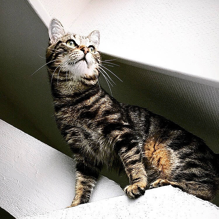 Moon participe au concours pour gagner de l'argent avec cette photo : american_shorthair, american_wirehair, asian, california_spangled, carnivore, cat, domestic_short_haired_cat, dragon_li, egyptian_mau, european_shorthair, eye, felidae, fur, mammal, small_to_medium_sized_cats, snout, tabby_cat, toyger, whiskers, wild_cat