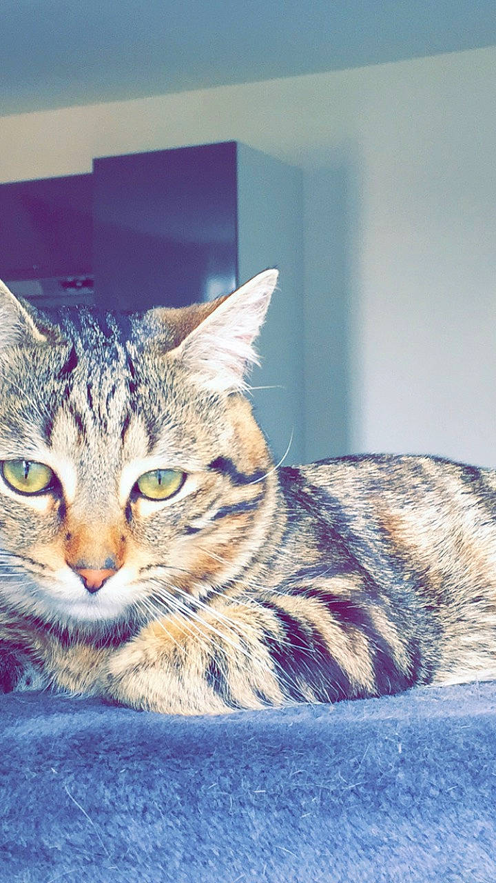 Moon participe au concours pour gagner de l'argent avec cette photo : aegean_cat, american_shorthair, asian, australian_mist, california_spangled, carnivore, cat, domestic_short_haired_cat, dragon_li, european_shorthair, eye, felidae, kitten, mammal, ocicat, pixie_bob, small_to_medium_sized_cats, tabby_cat, vertebrate, whiskers