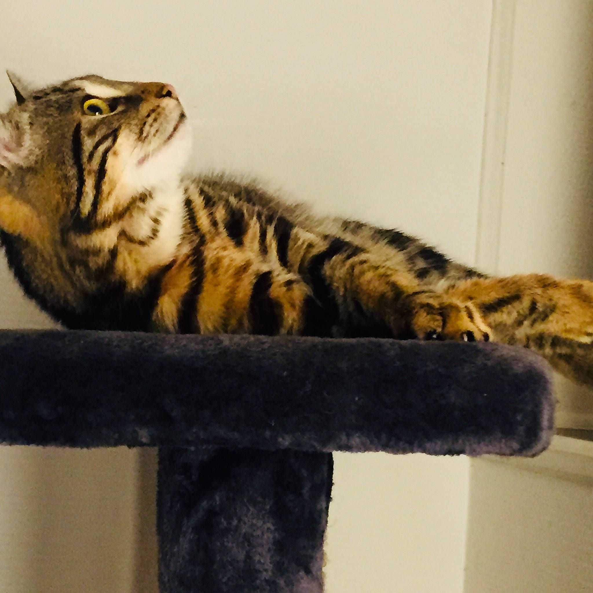 Moon participe au concours pour gagner de l'argent avec cette photo : american_shorthair, asian, bengal, california_spangled, carnivore, cat, domestic_short_haired_cat, dragon_li, egyptian_mau, european_shorthair, felidae, fur, mammal, ocicat, small_to_medium_sized_cats, sokoke, tabby_cat, toyger, vertebrate, whiskers