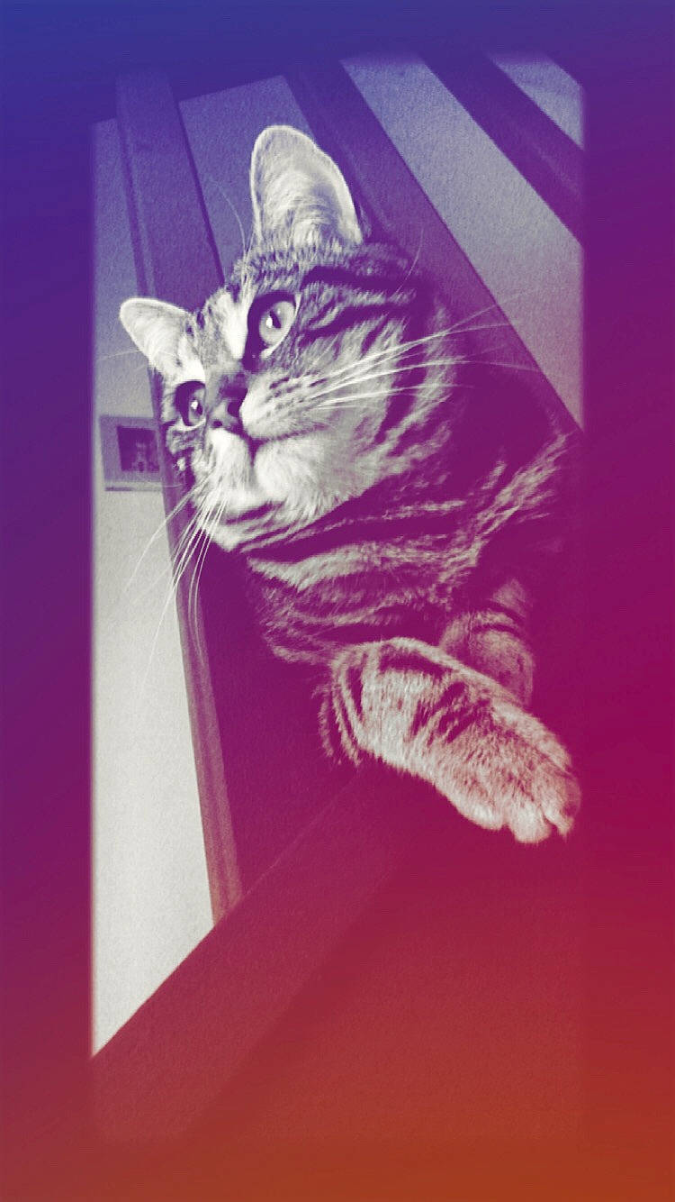 Moon a rejoint le concours — aidez-le/la à gagner de superbes lots ! asian, carnivore, cat, domestic_short_haired_cat, european_shorthair, felidae, graphic_design, illustration, kitten, magenta, paw, polydactyl_cat, purple, small_to_medium_sized_cats, tabby_cat, visual_arts, whiskers