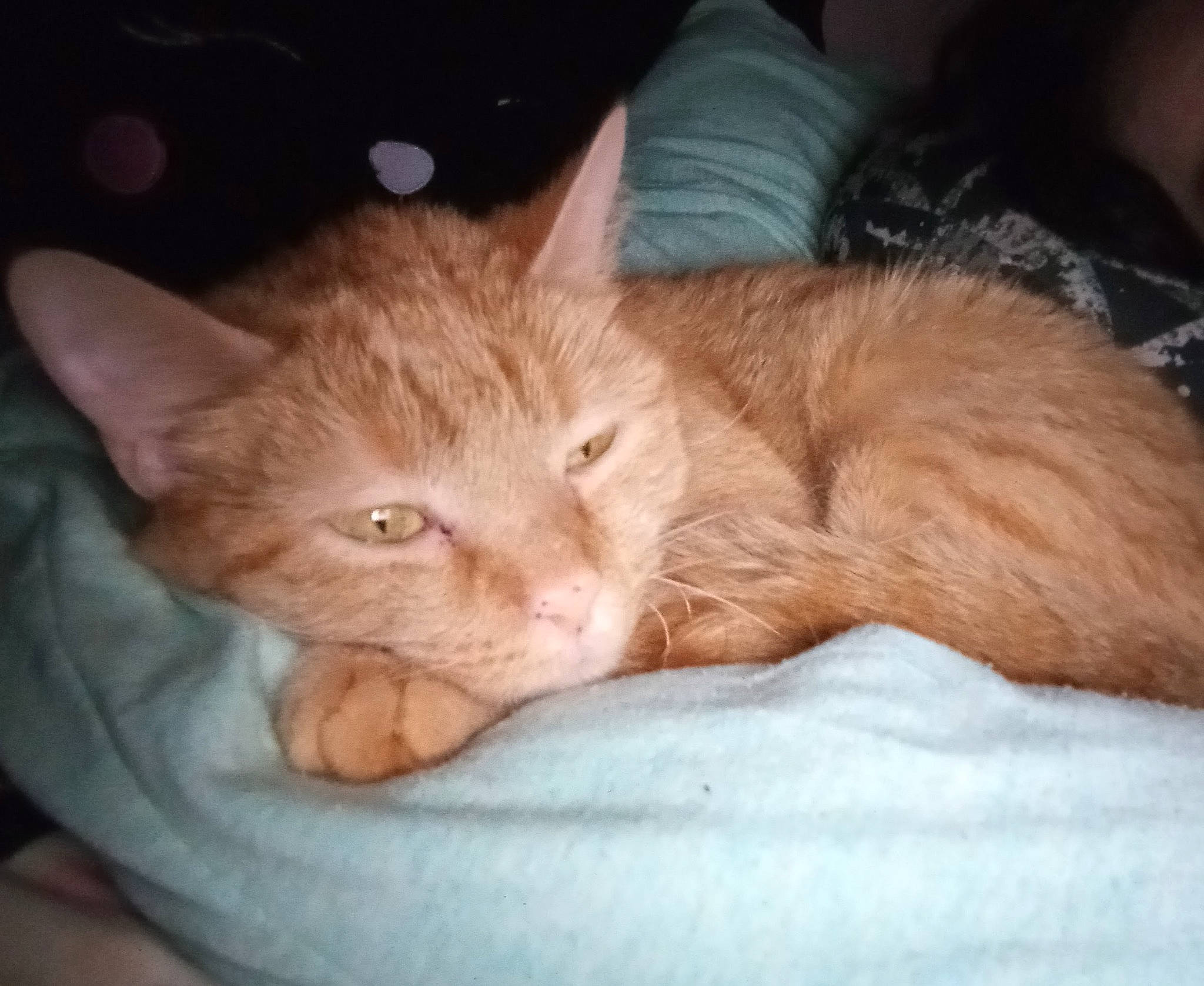 Bean is registered to the contest to win money with this photo: carnivore, cat, cat_bed, claw, comfort, couch, domestic_short_haired_cat, fawn, felidae, fur, linens, nap, paw, sleep, small_to_medium_sized_cats, snout, tail, whiskers