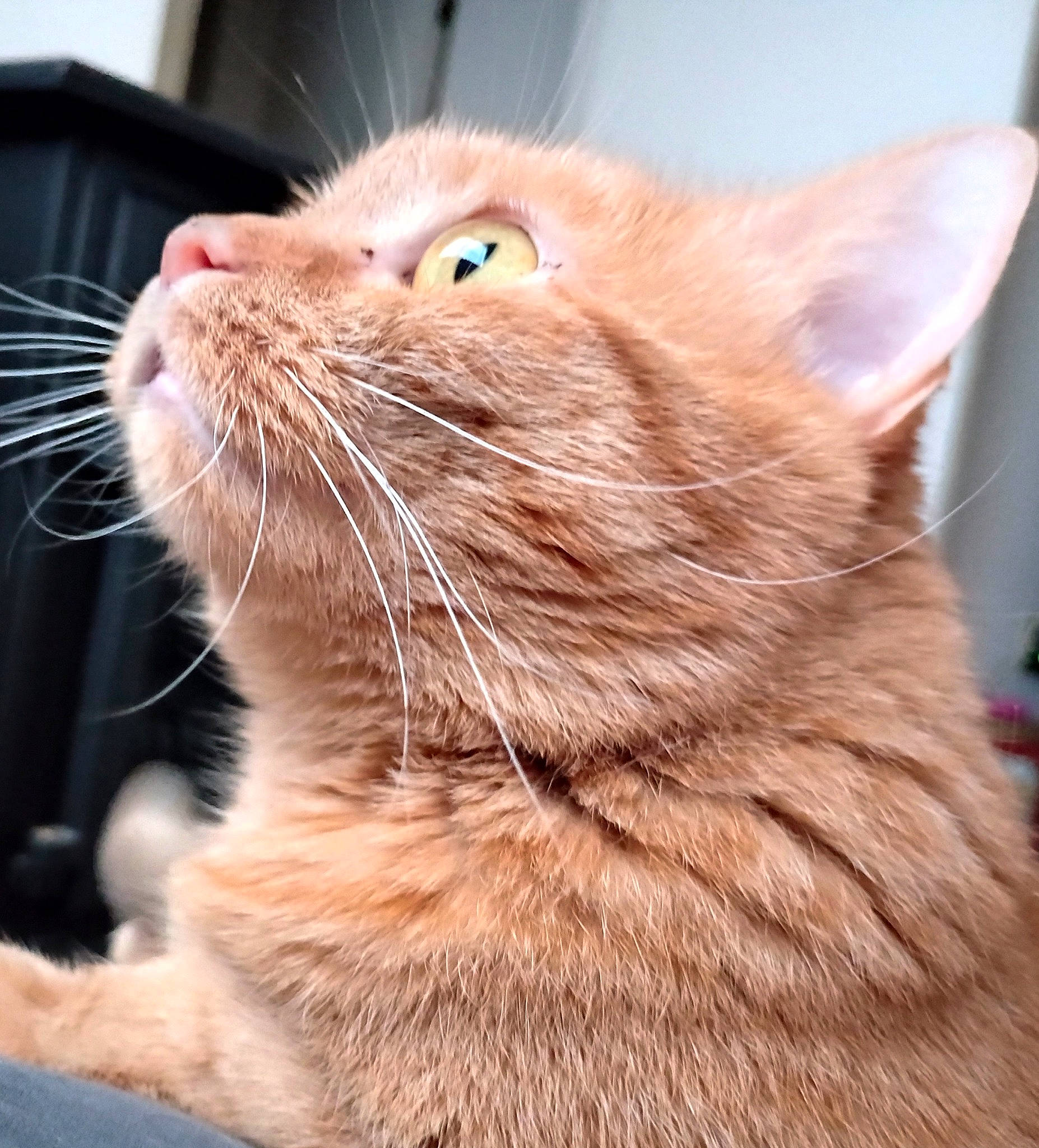 Bean joined the competition — help win amazing prizes! carnivore, cat, claw, close_up, comfort, domestic_short_haired_cat, ear, eye, fawn, felidae, fur, iris, paw, small_to_medium_sized_cats, snout, whiskers, window