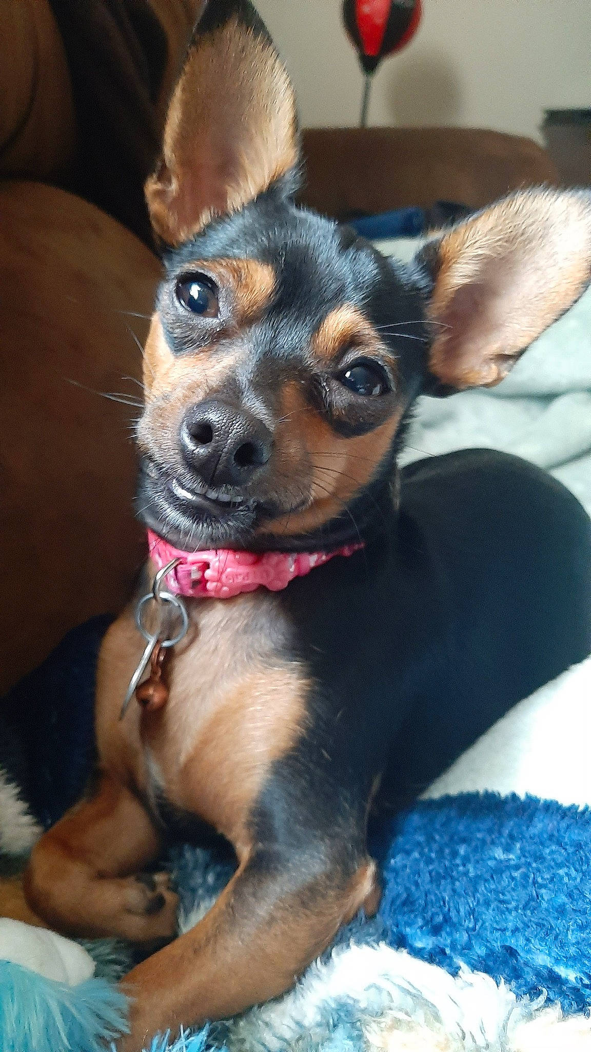 Bubbles joined the competition — help win amazing prizes! canidae, carnivore, collar, companion_dog, dog, dog_breed, dog_collar, dog_supply, ear, fawn, fur, guard_dog, pinscher, prazsky_krysarik, russkiy_toy, snout, sporting_group, toy_dog, whiskers, working_animal