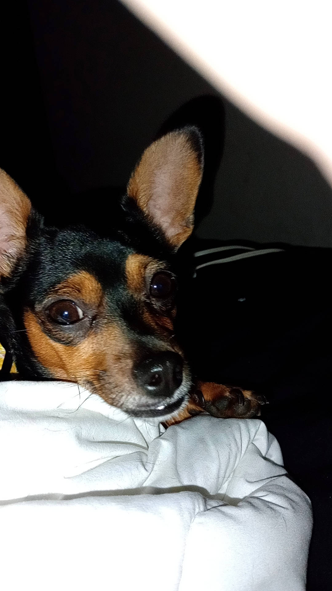 Bubbles joined the competition — help win amazing prizes! canidae, carnivore, comfort, companion_dog, dog, dog_breed, ear, fawn, fur, prazsky_krysarik, puppy, snout, sporting_group, toy_dog, whiskers, working_animal