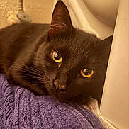 Misty is registered to the contest to win money with this photo: animal, black_cat, cat, closeup, cozy, curious, cute, domestic_cat, face, feline, fur, indoor, pet, portrait, purple_towel, relaxed, resting, texture, whiskers, yellow_eyes