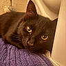 animal, black_cat, cat, closeup, cozy, curious, cute, domestic_cat, face, feline, fur, indoor, pet, portrait, purple_towel, relaxed, resting, texture, whiskers, yellow_eyes