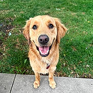 Theo joined the competition — help win amazing prizes! dog, golden_retriever, pet, animal, outdoor, grass, sidewalk, smiling, happy, fur, canine, tongue, collar, friendly, cute, nature, mammal, playful, closeup, looking