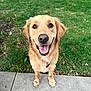 dog, golden_retriever, pet, animal, outdoor, grass, sidewalk, smiling, happy, fur, canine, tongue, collar, friendly, cute, nature, mammal, playful, closeup, looking