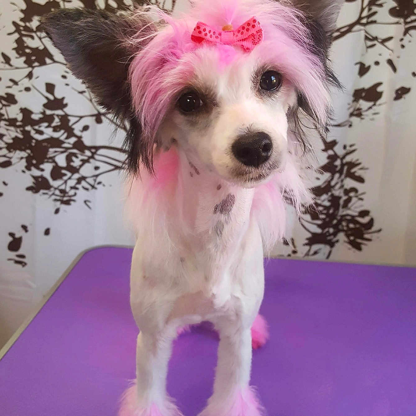 Sally is registered to the contest to win money with this photo: canidae, carnivore, chinese_crested_dog, companion_dog, dog, dog_breed, fur, lowchen, maltepoo, mammal, miniature_poodle, non_sporting_group, pink, poodle, puppy, rare_breed_dog, schnoodle, toy_dog, toy_poodle, vertebrate