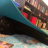 Q.t. joined the competition — help win amazing prizes! black_cat, cat, yoga_mat, rug, indoor, bookshelf, books, storage_bins, floor, playful, pet, animal, curious, feline, home, carpet, toy, relaxing, hiding, cozy