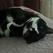 Saki participe au concours pour gagner de l'argent avec cette photo : animal, bed, black_and_white, blanket, cat, cozy, curled_up, curtain, cute, domestic, feline, fur, indoor, looking, lying_down, pet, relaxed, soft_light, whiskers, window