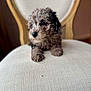 adorable, animal, brown_fur, chair, close_up, cozy, curly_fur, cute, dog, fluffy, furniture, home, indoor, pet, portrait, puppy, relaxed, sitting, small_dog, young