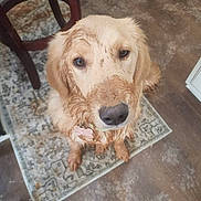 Looney Tunes is registered to the contest to win money with this photo: dog, golden_retriever, puppy, muddy, dirty, indoor, rug, floor, wooden_floor, looking_up, pet, animal, canine, fur, cute, sitting, domestic, household, chair, home