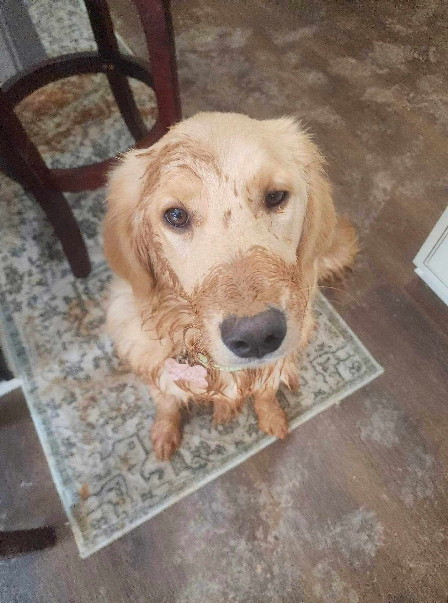Looney Tunes is registered to the contest to win money with this photo: dog, golden_retriever, puppy, muddy, dirty, indoor, rug, floor, wooden_floor, looking_up, pet, animal, canine, fur, cute, sitting, domestic, household, chair, home