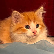 Honey joined the competition — help win amazing prizes! kitten, cat, orange_cat, white_fur, fluffy, pet, animal, close_up, cute, curious, whiskers, ears, soft, indoor, portrait, young, feline, face, looking, resting