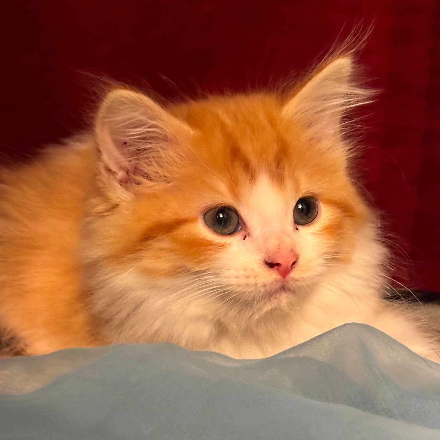Honey joined the competition — help win amazing prizes! animal, cat, close_up, curious, cute, ears, face, feline, fluffy, indoor, kitten, looking, orange_cat, pet, portrait, resting, soft, whiskers, white_fur, young