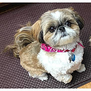 Priscilla joined the competition — help win amazing prizes! adorable, animal, bandana, brown_and_white, companion, cute, cute_pet, dog, domestic_animal, floor, fluffy, fur, indoor, looking_up, mat, pet, pink_bandana, shih_tzu, sitting, small_dog