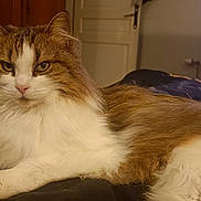 Tichat a rejoint le concours — aidez-le/la à gagner de superbes lots ! cat, long_hair, indoor, feline, pet, lying_down, brown_and_white, fur, whiskers, eyes, door, television, blanket, cozy, home, resting, mammal, animal, warm_lighting, relaxed