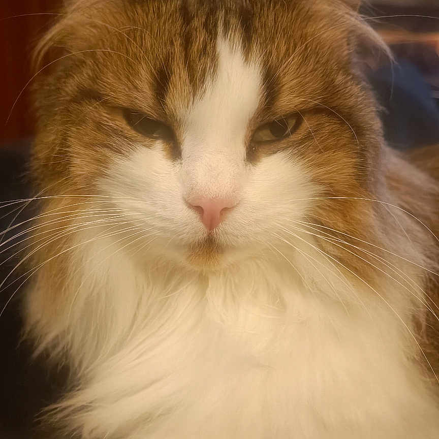 Tichat a rejoint le concours — aidez-le/la à gagner de superbes lots ! cat, fluffy, indoor, relaxed, portrait, feline, pet, animal, cozy, white, brown, soft, fur, whiskers, closeup, face, resting, domestic, cute, calm