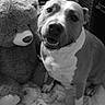animal, black_and_white, blanket, close_up, cozy, dog, friendly, home, indoor, living_room, open_mouth, pet, pit_bull, playful, portrait, sitting, smiling, soft_toys, stuffed_animal, teddy_bear