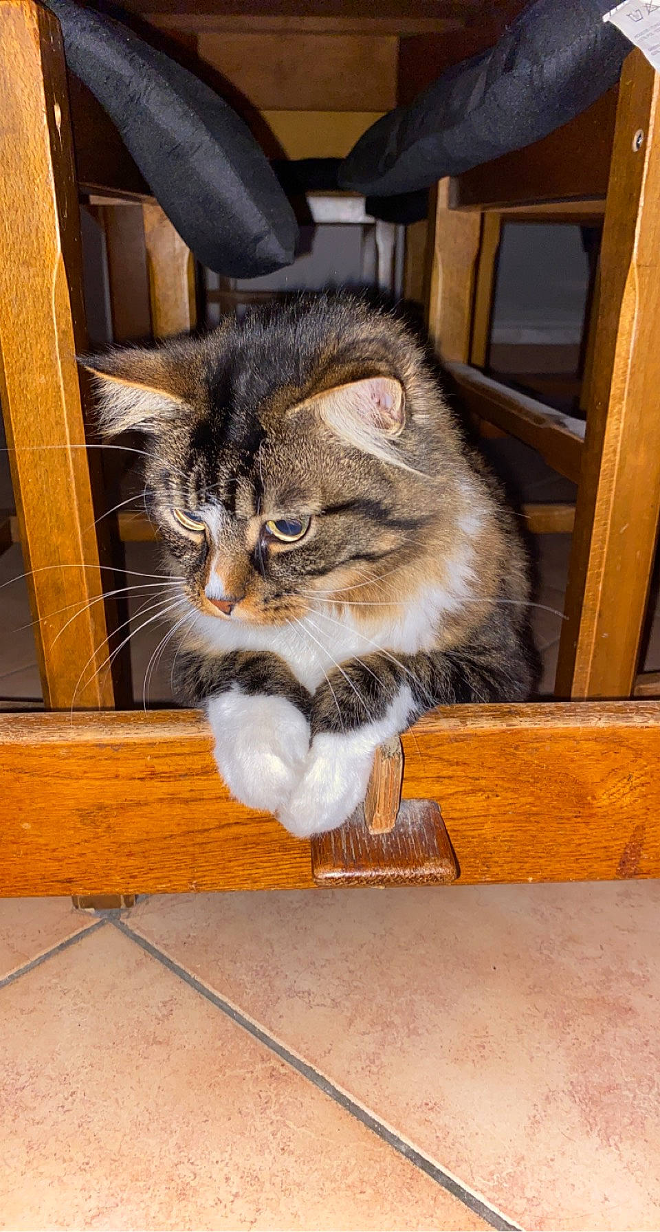 Poopy participe au concours pour gagner de l'argent avec cette photo : box, carnivore, cat, cat_supply, claw, domestic_short_haired_cat, felidae, fur, hardwood, sitting, small_to_medium_sized_cats, snout, tail, terrestrial_animal, whiskers, window, wood