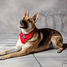 alert, animal, background, canine, decor, dog, domestic_animal, ears, floor, german_shepherd, indoor, looking_up, muzzle, pet, photography, portrait, red_bandana, sitting, studio, tile