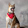Bonnie Blu is registered to the contest to win money with this photo: animal, background, bandana, canine, collar, dog, ears, floor, flower_vase, fur, german_shepherd, indoor, looking_away, pet, portrait, red_bandana, sitting, smiling, studio, tile_floor