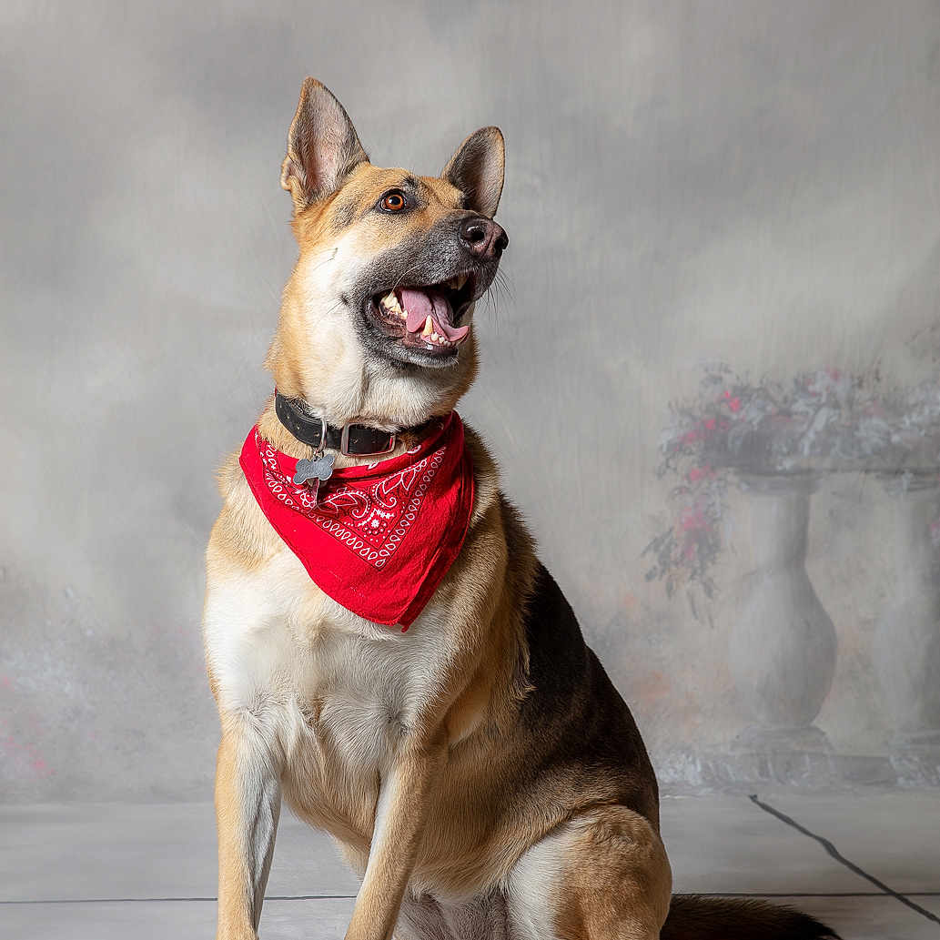 Bonnie Blu is registered to the contest to win money with this photo: animal, background, bandana, canine, collar, dog, ears, floor, flower_vase, fur, german_shepherd, indoor, looking_away, pet, portrait, red_bandana, sitting, smiling, studio, tile_floor