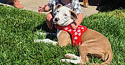 Renezmae is registered to the contest to win money with this photo: child, toddler, dog, grass, outdoor, sunny, pet, harness, red, green, table, adult, backyard, casual, person, smile, summer, grass_lawn, barefoot, relax