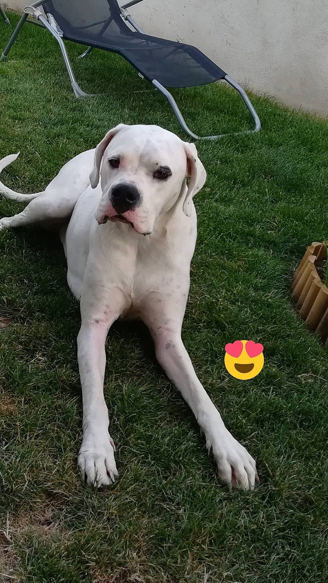 Jadore a rejoint le concours — aidez-le/la à gagner de superbes lots ! carnivore, collar, companion_dog, dog, dog_breed, dog_collar, dog_supply, fawn, grass, molosser, non_sporting_group, paw, pet_supply, plant, snout, sporting_group, tail, toy, working_animal, working_dog