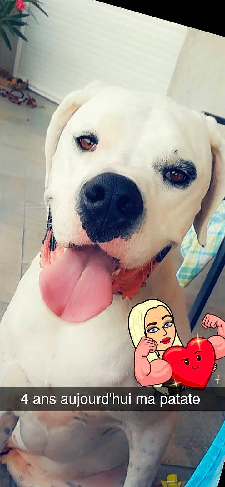 Jadore a rejoint le concours — aidez-le/la à gagner de superbes lots ! art, carnivore, companion_dog, dog, dog_breed, fawn, fictional_character, font, fur, gesture, happy, photo_caption, plush, puppy_love, selfie, snout, sporting_group, stuffed_toy, toy, working_animal