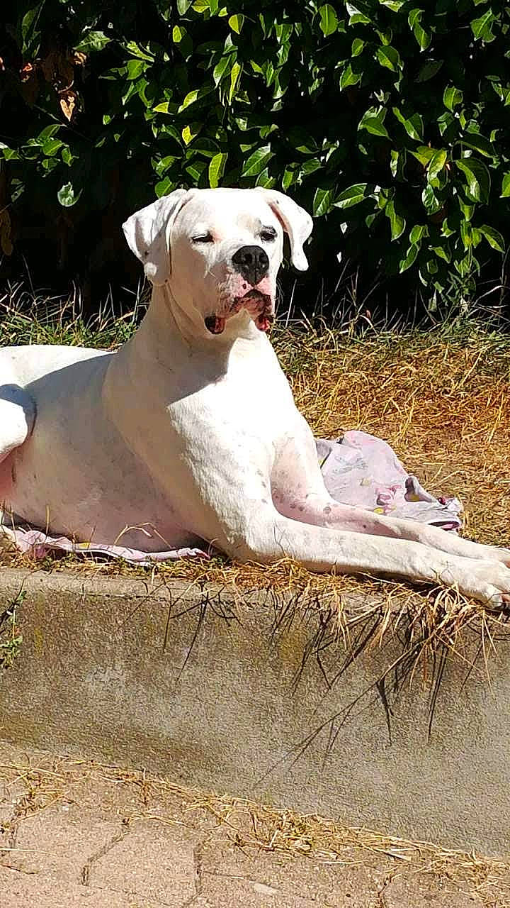 Jadore participe au concours pour gagner de l'argent avec cette photo : canidae, carnivore, collar, companion_dog, dog, dog_breed, dog_collar, dogo_guatemalteco, fawn, grass, gun_dog, molosser, non_sporting_group, plant, snout, sporting_group, tail, terrestrial_animal, working_animal, working_dog