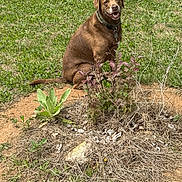Yogi joined the competition — help win amazing prizes! dog, brown_dog, sitting, grass, outdoor, nature, pet, animal, greenery, dirt_patch, collar, canine, smiling_dog, yard, leafy_plants, sunlight, happy_dog, medium_sized_dog, domestic_animal, summer