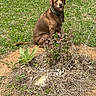 dog, brown_dog, sitting, grass, outdoor, nature, pet, animal, greenery, dirt_patch, collar, canine, smiling_dog, yard, leafy_plants, sunlight, happy_dog, medium_sized_dog, domestic_animal, summer