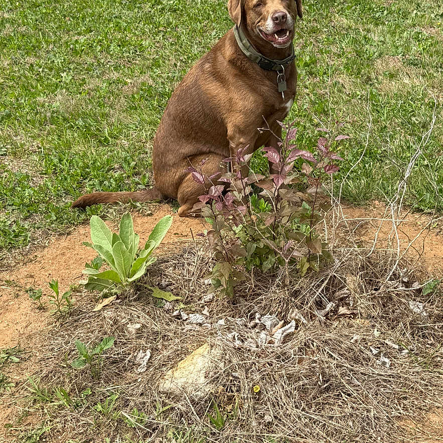 Yogi