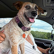 T-Bit joined the competition — help win amazing prizes! dog, car, collar, orange_tag, person, white_shirt, blue_shorts, seat, window, greenery, sky, clouds, happy, tongue_out, pet, indoor, vehicle_interior, driving, close_up, portrait