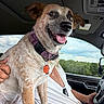 dog, car, collar, orange_tag, person, white_shirt, blue_shorts, seat, window, greenery, sky, clouds, happy, tongue_out, pet, indoor, vehicle_interior, driving, close_up, portrait