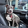 dog, pet, car, vehicle, seat, collar, tag, sunlight, window, interior, leather_seat, gray_dog, white_chest, sitting, relaxed, front_passenger_seat, smirk, shadow, modern, comfort