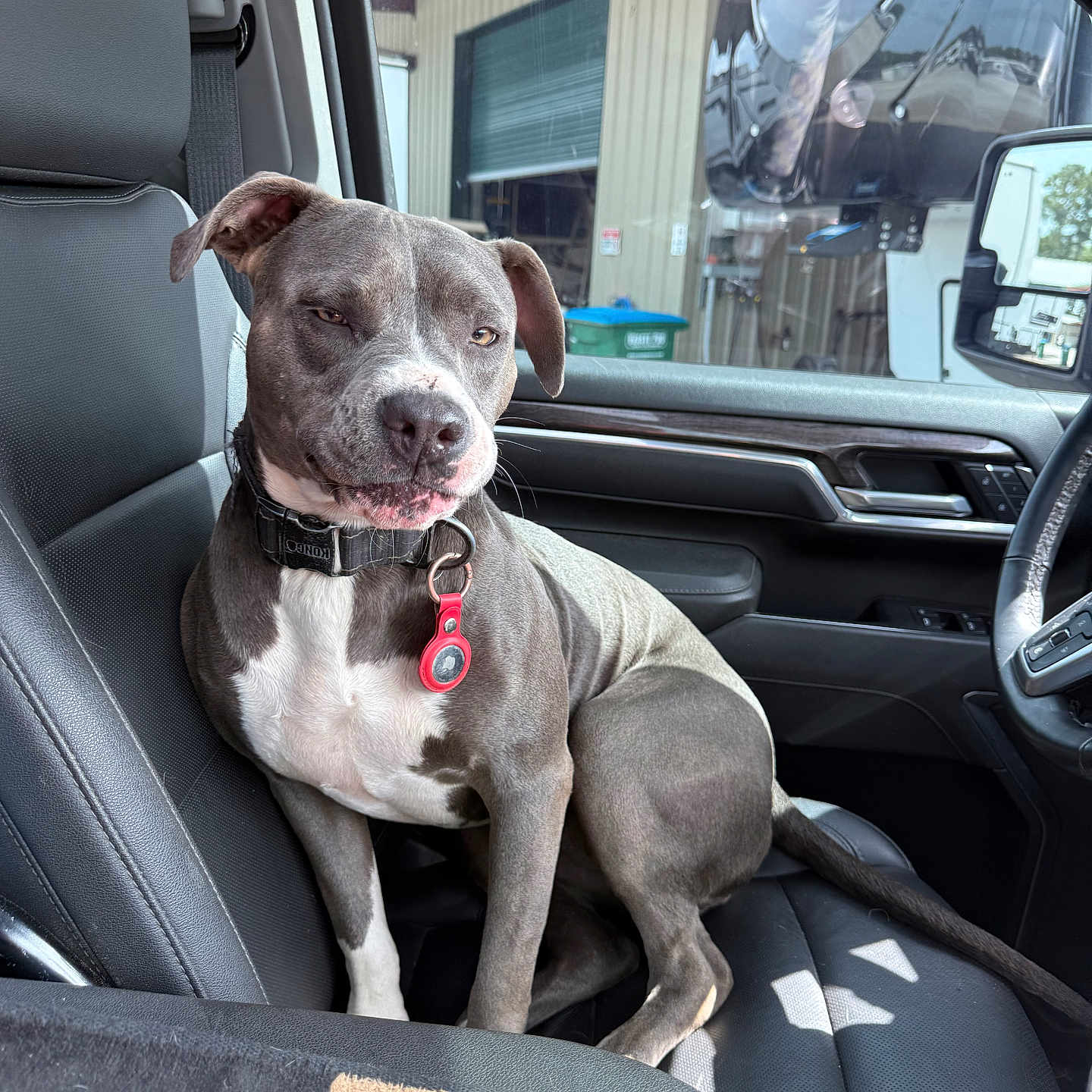 Zoey joined the competition — help win amazing prizes! dog, pet, car, vehicle, seat, collar, tag, sunlight, window, interior, leather_seat, gray_dog, white_chest, sitting, relaxed, front_passenger_seat, smirk, shadow, modern, comfort