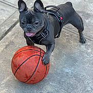 Gizmo joined the competition — help win amazing prizes! dog, french_bulldog, basketball, outdoor, concrete, playful, black_dog, pet, animal, sport, paw, tongue_out, harness, close_up, daylight, cute, energetic, fun, canine, leisure
