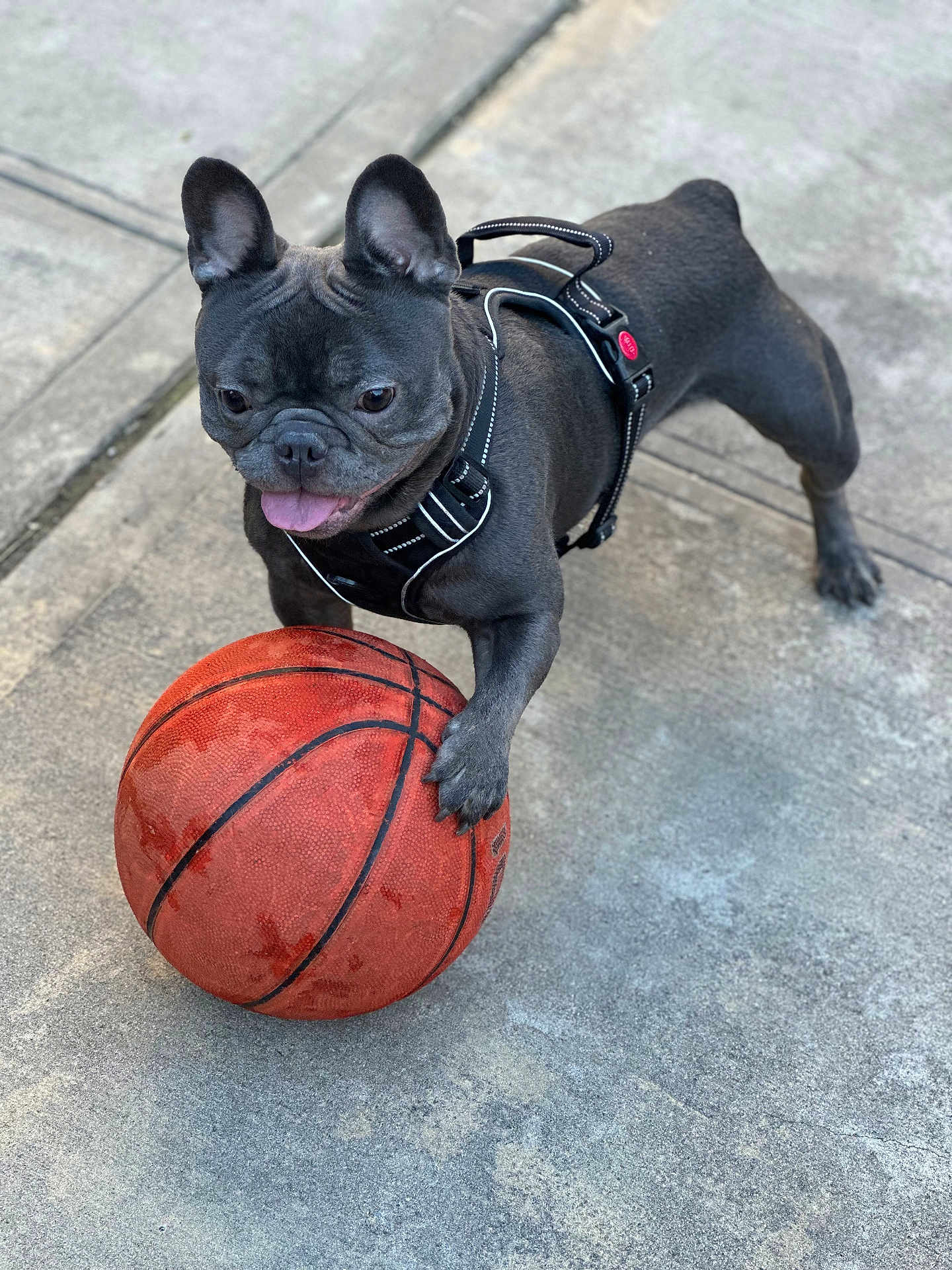 Gizmo