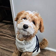 Oakley joined the competition — help win amazing prizes! adorable, animal, brown, companion, cozy, curious, cute, dog, fluffy, fur, indoor, pet, portrait, puppy, sitting, small_dog, sweater, tilted_head, white, wooden_floor