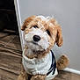 adorable, animal, brown, companion, cozy, curious, cute, dog, fluffy, fur, indoor, pet, portrait, puppy, sitting, small_dog, sweater, tilted_head, white, wooden_floor