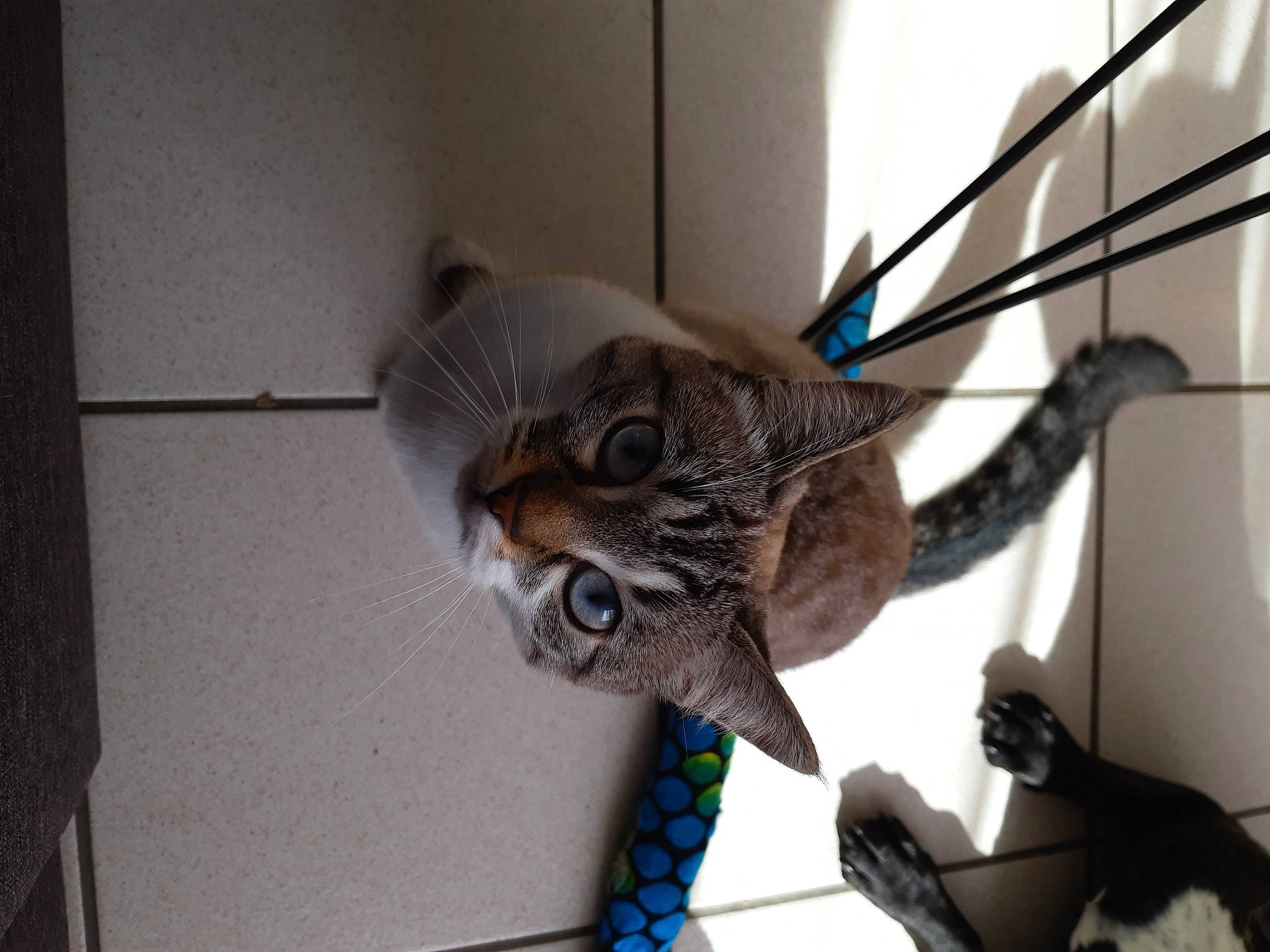 Nylaa participe au concours pour gagner de l'argent avec cette photo : american_shorthair, asian, bengal, british_shorthair, california_spangled, carnivore, cat, domestic_short_haired_cat, dragon_li, egyptian_mau, european_shorthair, felidae, kitten, mammal, ocicat, pixie_bob, small_to_medium_sized_cats, snout, tabby_cat, whiskers