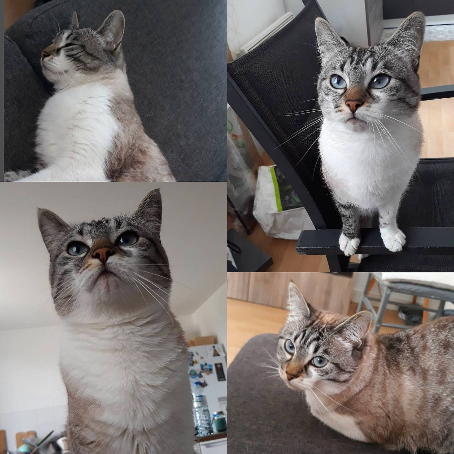 Nylaa a rejoint le concours — aidez-le/la à gagner de superbes lots ! aegean_cat, american_shorthair, american_wirehair, asian, australian_mist, burmilla, carnivore, cat, domestic_short_haired_cat, egyptian_mau, european_shorthair, felidae, kitten, mammal, small_to_medium_sized_cats, tabby_cat, vertebrate, whiskers