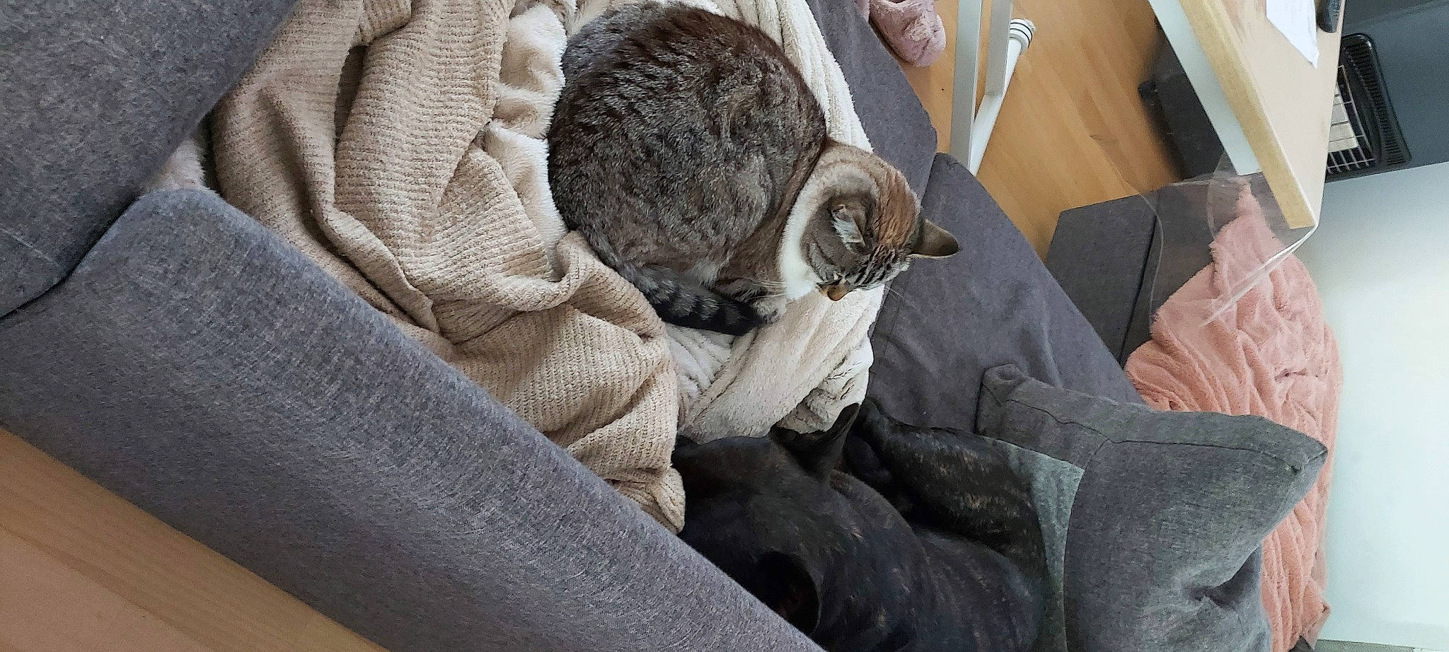 Nylaa participe au concours pour gagner de l'argent avec cette photo : carnivore, cat, domestic_short_haired_cat, dragon_li, european_shorthair, felidae, small_to_medium_sized_cats, snout, whiskers