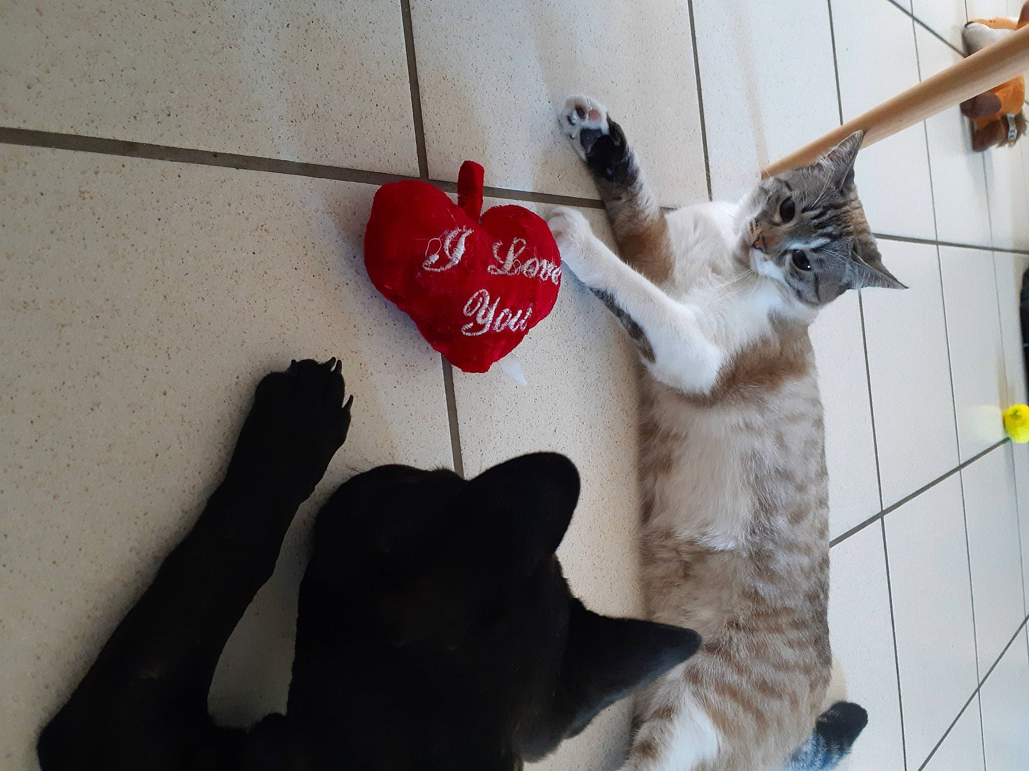 Nylaa a rejoint le concours — aidez-le/la à gagner de superbes lots ! carnivore, cat, fawn, felidae, fur, kitten, small_to_medium_sized_cats, tail, whiskers